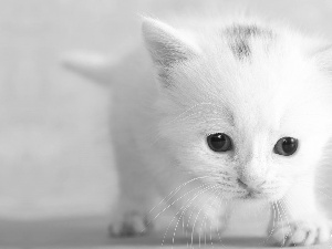 Eyes, moustache, honeyed, kitten, small