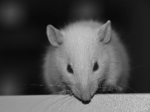 Wistar, White, Eyes, mustache, Red, rat