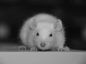 Wistar, White, Eyes, mustache, Red, rat