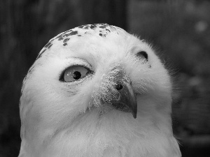 Eyes, Snowy Owl, nose