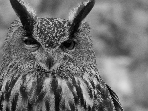 owl, Eyes