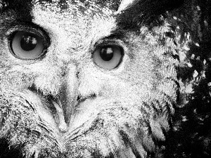 owl, Eyes
