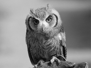 owl, Eyes