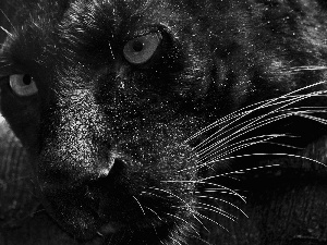 Eyes, black, Panther