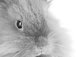 Rabbit, Eyes