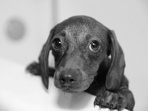 small, sad, Eyes, dachshund