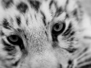 snow leopard, Eyes