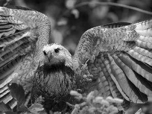 Eyes, falcon, wings