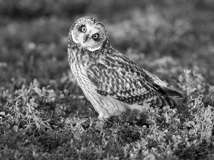 young, Yellow, Eyes, owl