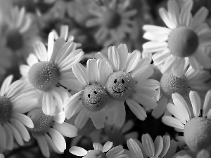 faces, camomiles, smiling