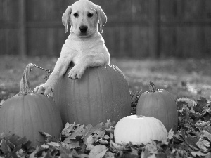 retriever, Garden, Leaf, pumpkin, autumn, fallen, blur