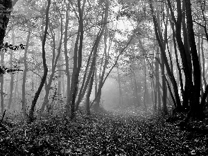 Way, trees, fallen, Leaf, Fog, viewes