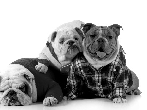 Family, sweet, Bulldogs