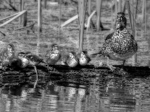 Pond - car, Duck, Family