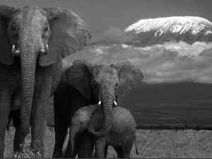 Elephants, Family