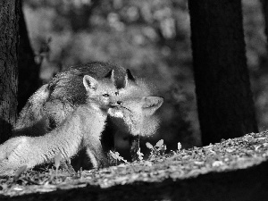 fox, Family