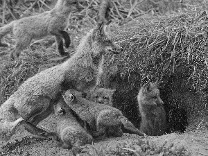 foxes, Family