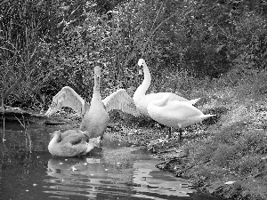 Swan, Family