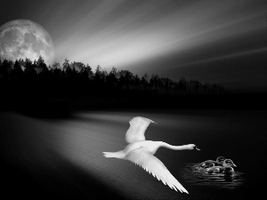 swanlike, moon, fantasy, lake
