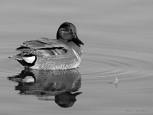 feather, garganey, drake