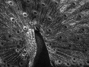 feather, Bird, peacock