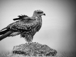 feather, buzzard, Stone