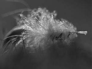 White, feather