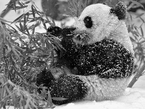 feed, winter, zpabda, branch, teddy bear