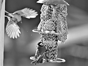 Chickadees, Bird feeder
