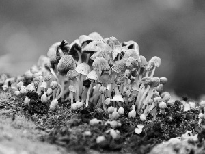 little doggies, hats, feet, mushroom