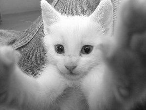 Turkish Angora Cat