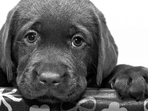 feet, puppie, Labrador