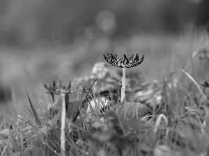 Mushrooms, hats, feet, grass