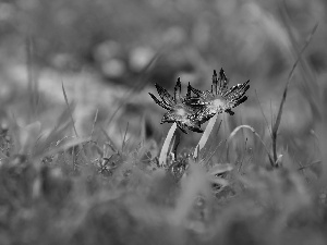 mushrooms, hats, feet, grass