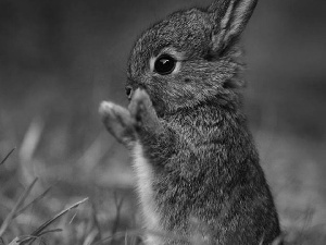 feet, small, rabbit