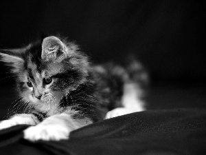 feet, kitten, White