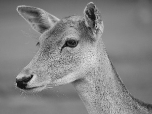 female, Head, Daniel