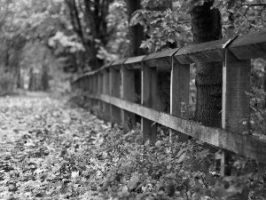 fence, autumn, Leaf, Way, Park