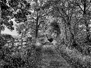 trees, Field, fence, autumn, viewes, Way