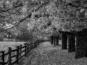 house, trees, Leaf, viewes, Way, fence, autumn