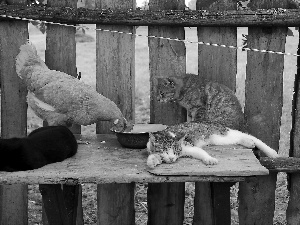 Fence, chicken, cats