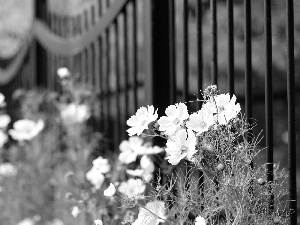 fence, White, Cosmos