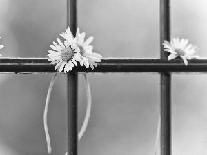 daisies, fence