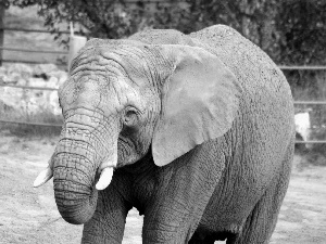 Elephant, fence