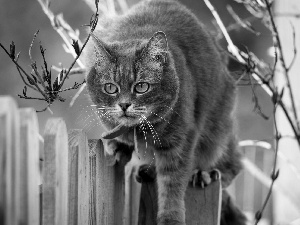 fence, Garden, cat, an, Gray