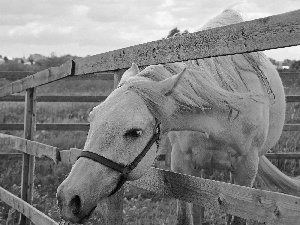 fence, grass, Horse, grizzle, Beatyfull