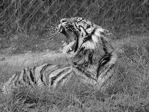 fence, tiger, grass