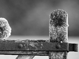 owl, fence