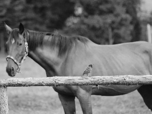 bay, Horse, fence, paddock, starling, Mare
