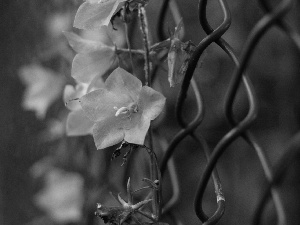 purple, Flowers, fence, Climbing